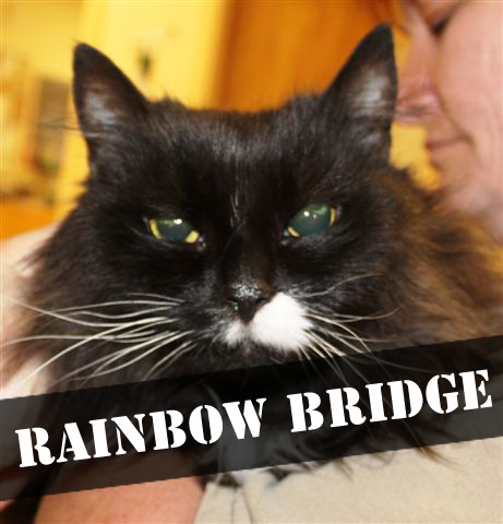 rainbow bridge copy.jpg